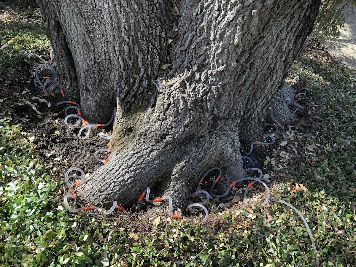 Detailed Tree Cabling and Bracing job site in Louise