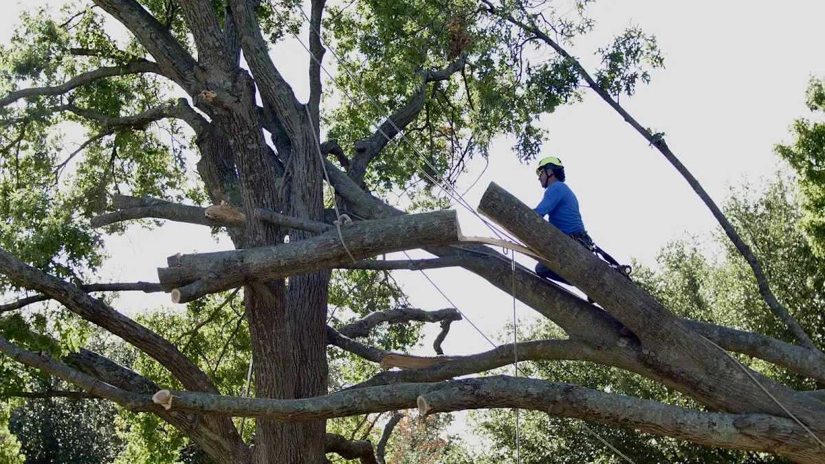 Professional Crown Thinning performed by certified arborists in Louise